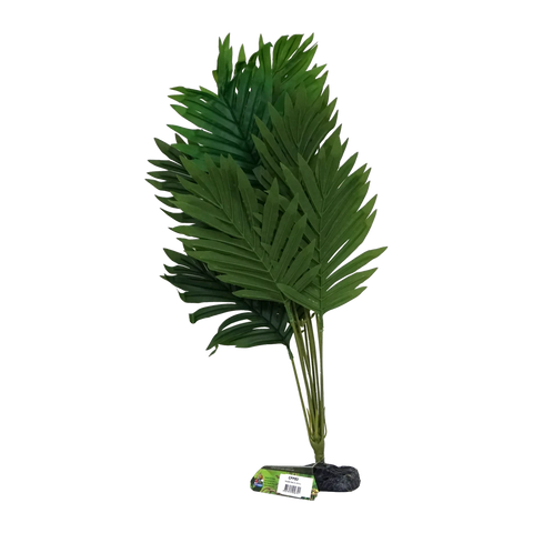 Butterfly Palm XL 45 - 50cm