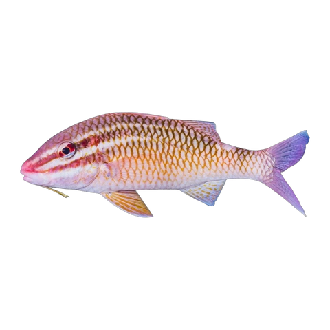 Cardinal Goatfish | Parupeneus ciliatus