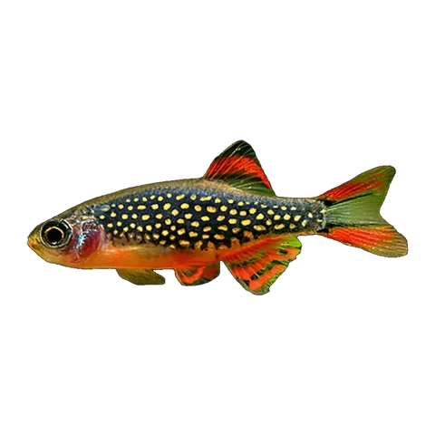 Celestial Pearl Danio | Danio margaritatus