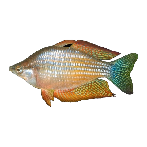 Chequered Rainbowfish