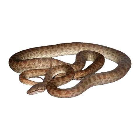 Children's Python | Antaresia childreni