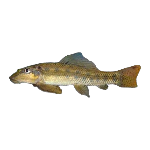 Chinese Algae Eater