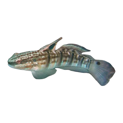 Chocolate Goby | Amblygobius phalaena