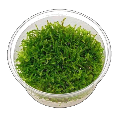 Christmas Moss