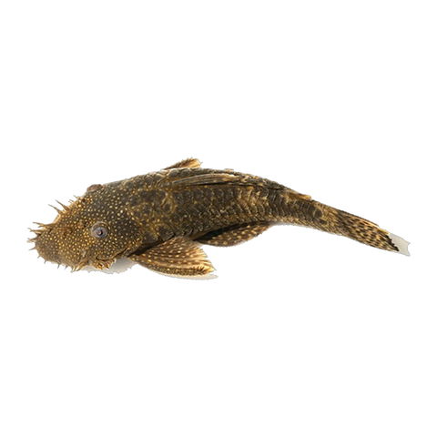 Common Bristlenose Males And Females | Ancistrus sp. 'Common'