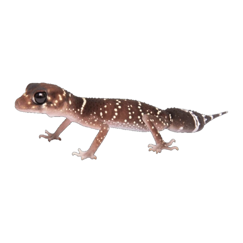 Common Thick-tailed Gecko | Underwoodisaurus milii