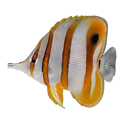 Copperband Butterflyfish | Chelmon rostratus