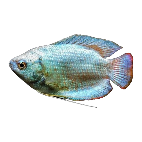 Coral Blue Dwarf Gourami