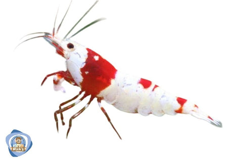 Crystal Red Shrimp