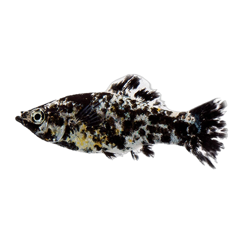 Dalmatian Molly | Poecilia sphenops