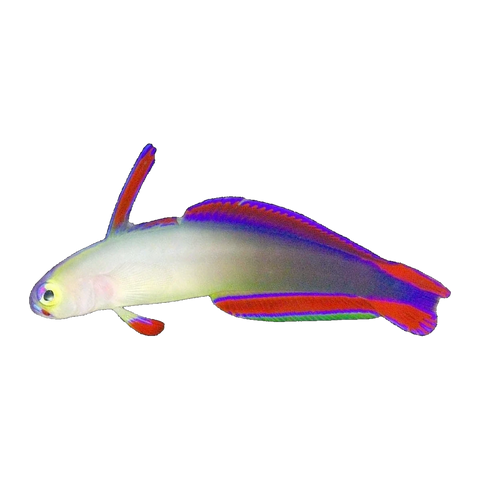 Decora Goby | Nemateleotris decora