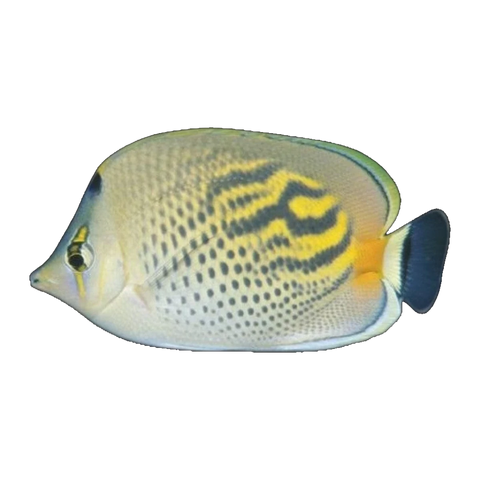 Dot Dash Butterflyfish | Chaetodon punctatofasciatus