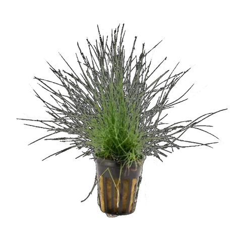 Dwarf Hairgrass In Pot | Eleocharis acicularis