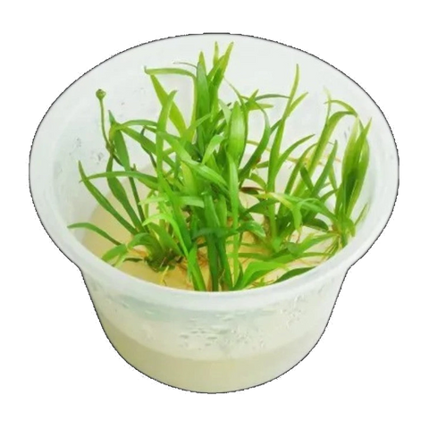 Bolivian Chain Sword | Helanthium bolivianum