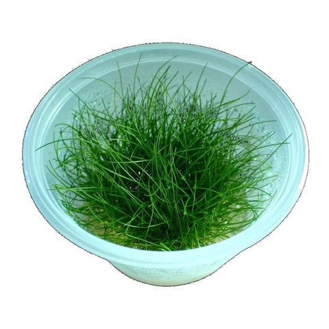 Eleocharis Acicularis Mini