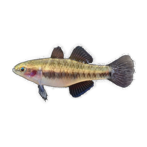 Empire Gudgeon Female (Hypseleotris compressa), side profile facing right