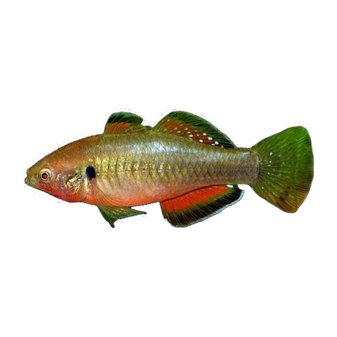 Empire Gudgeon Male (Hypseleotris compressa), side profile facing right