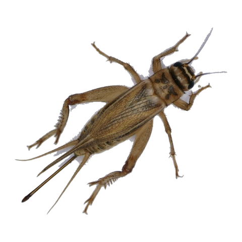 Extra Small Crickets