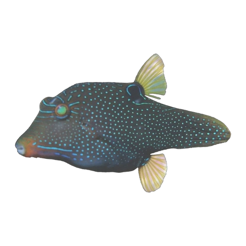 False Eye Puffer | Canthigaster papua