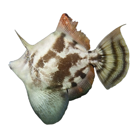 Fanbelly Leatherjacket | Monacanthus chinensis