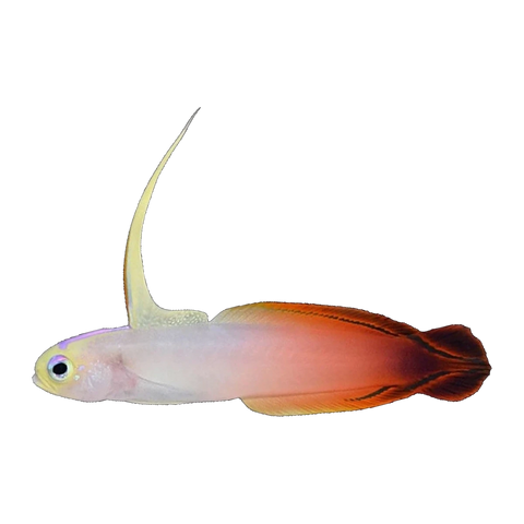 Firefish | Nemateleotris magnifica