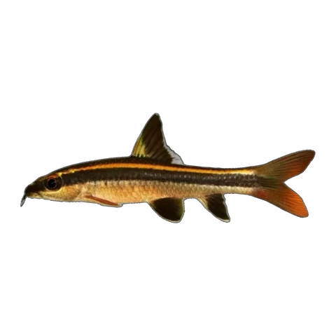 Flying Fox Shark