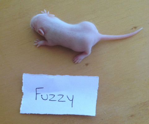 Frozen Mice Fuzzies