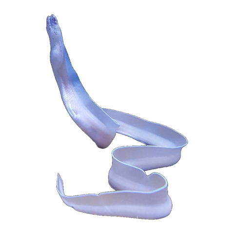Ghost Ribbon Eel | Rhinomuraena quaesita