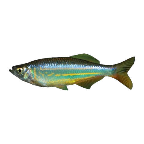 Giant Danio