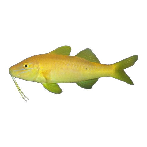 Gold Goatfish | Parupeneus cyclostomus