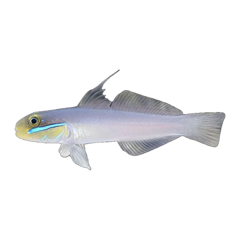 Gold Head Sleeper Goby | Valenciennea strigata