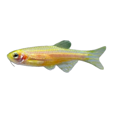 Gold Zebra Danio