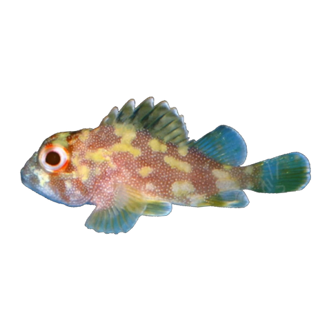 Green Coral Scorpionfish | Sebastapistes cyanostigma