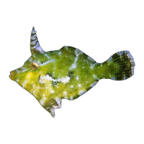 Green Filefish | Acreichthys tomentosus