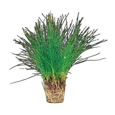 Hairgrass In Pot | Eleocharis parvula
