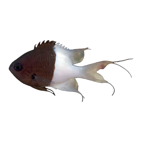 Half and Half Chromis | Chromis iomelas
