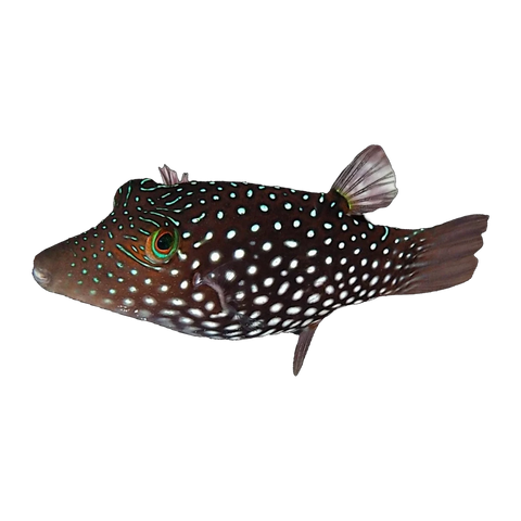 Honeycomb Pufferfish | Canthigaster janthinoptera