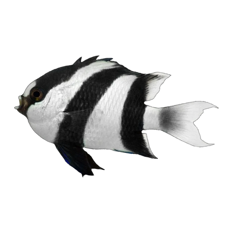 Humbug Damselfish | Dascyllus aruanus