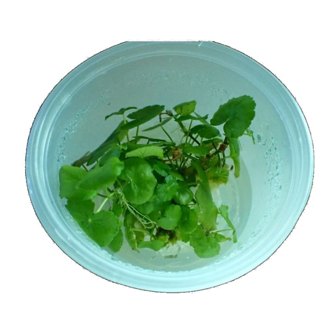 Hydrocotyle Tripartita Japan | Hydrocotyle tripartita