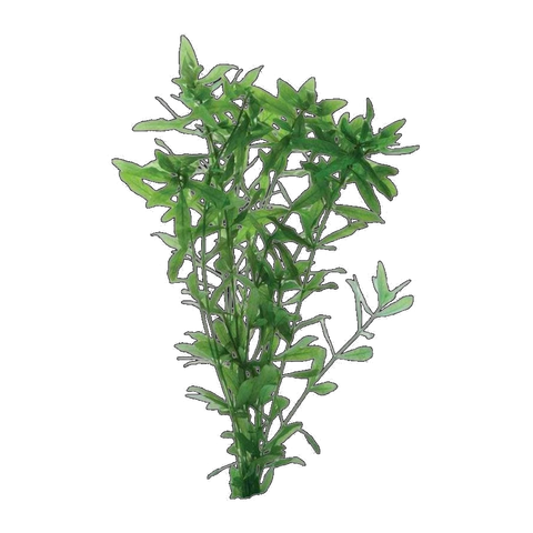 Hygrophila | Hygrophila polysperma