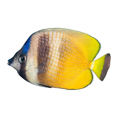 Klein's Butterflyfish | Chaetodon kleinii