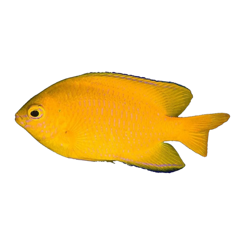 Lemon Damselfish | Pomacentrus moluccensis