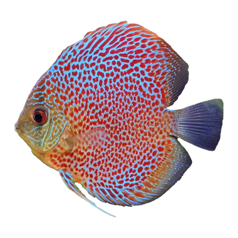 Leopard Discus | Symphysodon sp. 'Leopard'