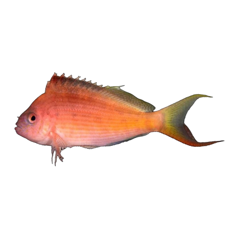 Lyretail Hawkfish | Cyprinocirrhites polyactis