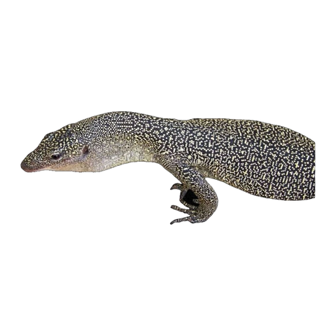 Mangrove Monitor | Varanus chlorostigma