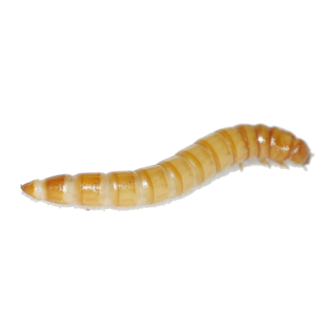 Live Mealworms 50g