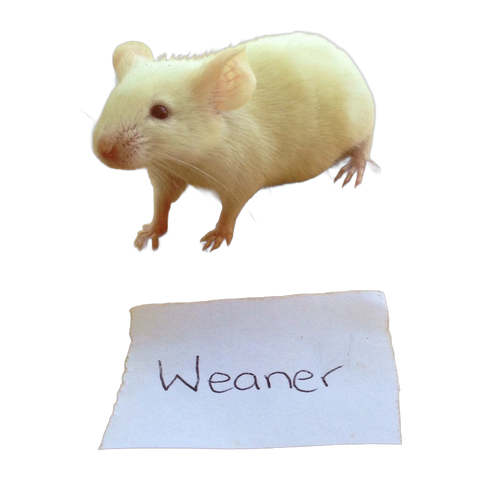 Frozen Mice Weaners
