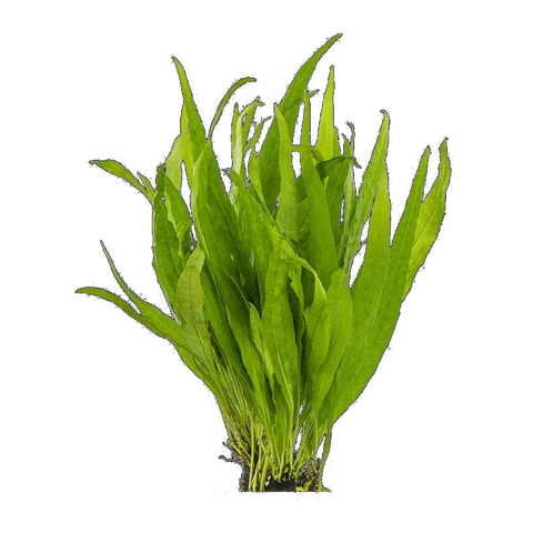 Microsorum -Indo