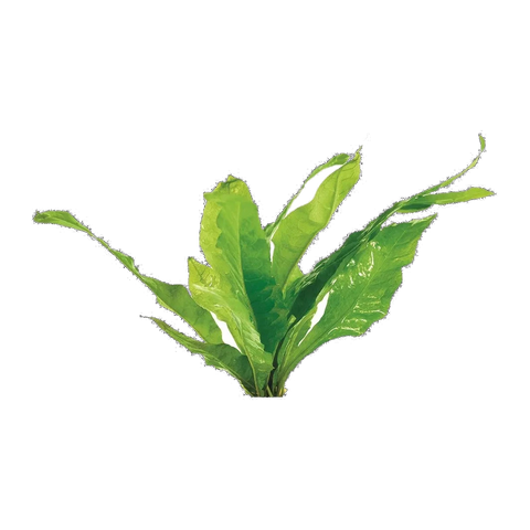 Microsorum - Large