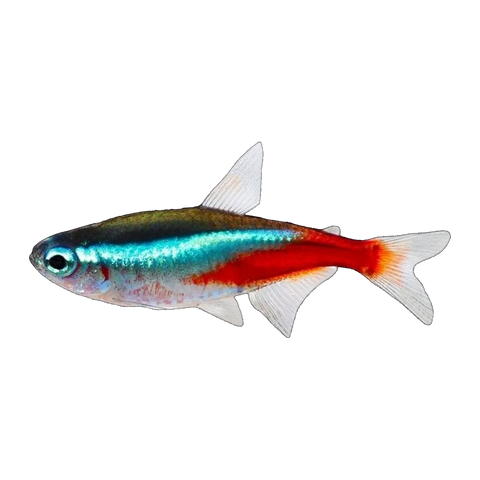 Neon Tetra